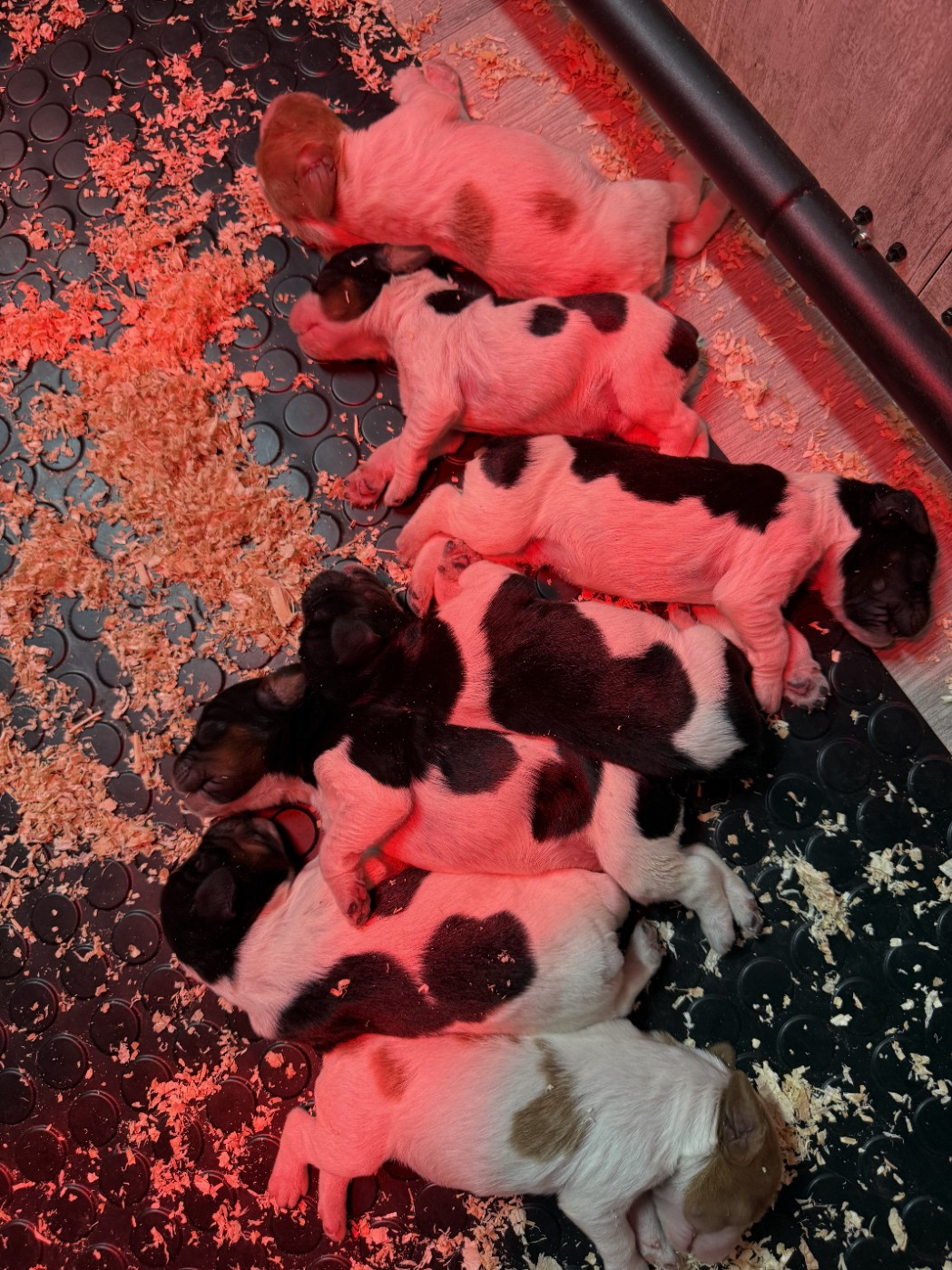 De La Source Du Layon - Chiots disponibles - Epagneul Breton