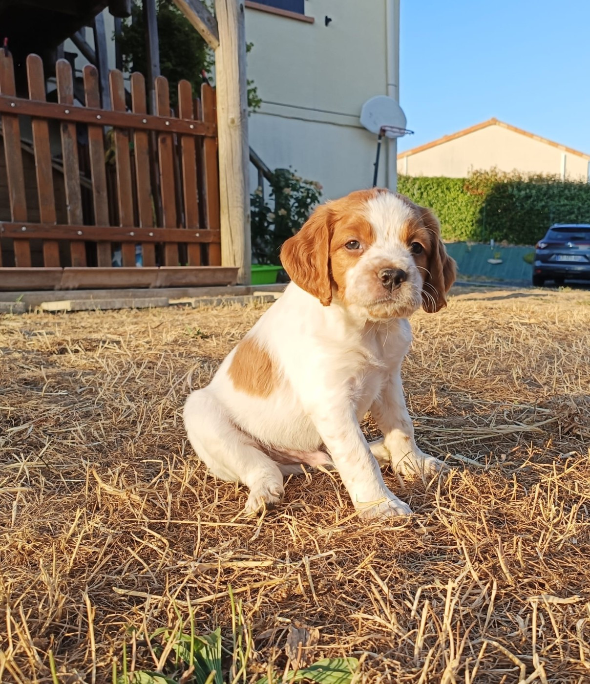 De La Source Du Layon - Chiots disponibles - Epagneul Breton